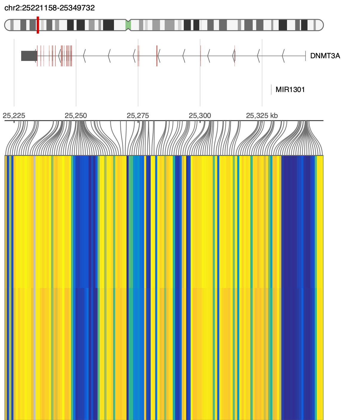 DNMT3A methylation on a probe-anchored heatmap